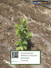 Ada Jewels's tree Sarafa Bazar India