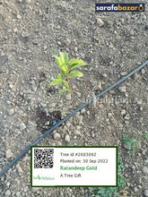 Ratandeep Gold's tree Sarafa Bazar India