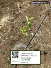 Nitman Gold Exports LLP's tree Sarafa Bazar India