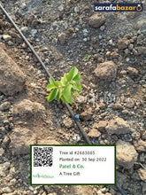 Patel & Co.'s tree Sarafa Bazar India