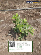 RS Gold's tree Sarafa Bazar India