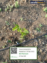 BG Platinum's tree Sarafa Bazar India