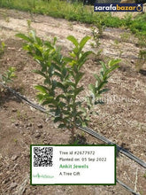 Ankit Jewels's tree Sarafa Bazar India