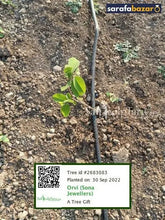 Orvi (Sona Jewellers)'s tree Sarafa Bazar India