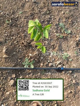 Sadhana Gold's tree Sarafa Bazar India