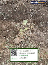 Ratna Shilp's tree Sarafa Bazar India