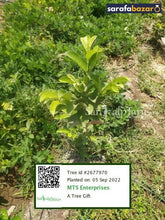 MTS Enterprises's tree Sarafa Bazar India