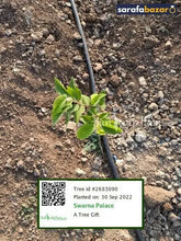 Swarna Palace's tree Sarafa Bazar India