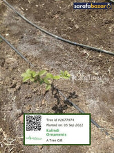 Kalindi Ornaments's tree Sarafa Bazar India