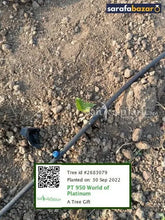 PT 950 World Of Platinum's tree Sarafa Bazar India