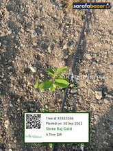 Shree Raj Gold's tree Sarafa Bazar India