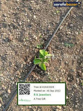 R K Jewellers's tree Sarafa Bazar India