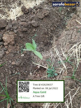 Aqua Gold's tree Sarafa Bazar India