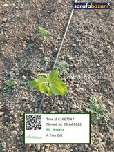 NL Jewels's tree Sarafa Bazar India