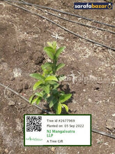 NJ Mangalsutra LLP's tree Sarafa Bazar India