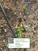 Swarna Mangalsutra's tree Sarafa Bazar India