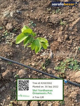 Shri Vardhaman Ornaments's tree Sarafa Bazar India