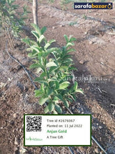 Anjan Gold's tree Sarafa Bazar India