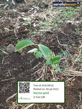 Naisha Gold's tree Sarafa Bazar India