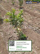 Aggarwal Jewellery House's tree Sarafa Bazar India