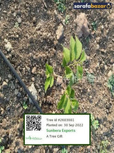 Sunbera Exports's tree Sarafa Bazar India