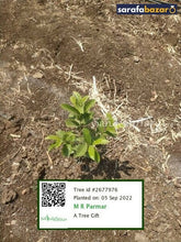 M R Parmar's tree Sarafa Bazar India