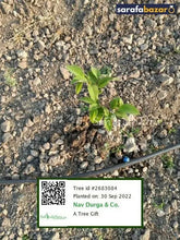 Nav Durga & Co.'s tree Sarafa Bazar India