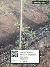 Nakshatra Creation's tree Sarafa Bazar India