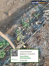 PM Jewellers's tree Sarafa Bazar India