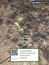 Satyam Gold's tree Sarafa Bazar India