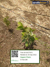 Aagam Chain's tree Sarafa Bazar India